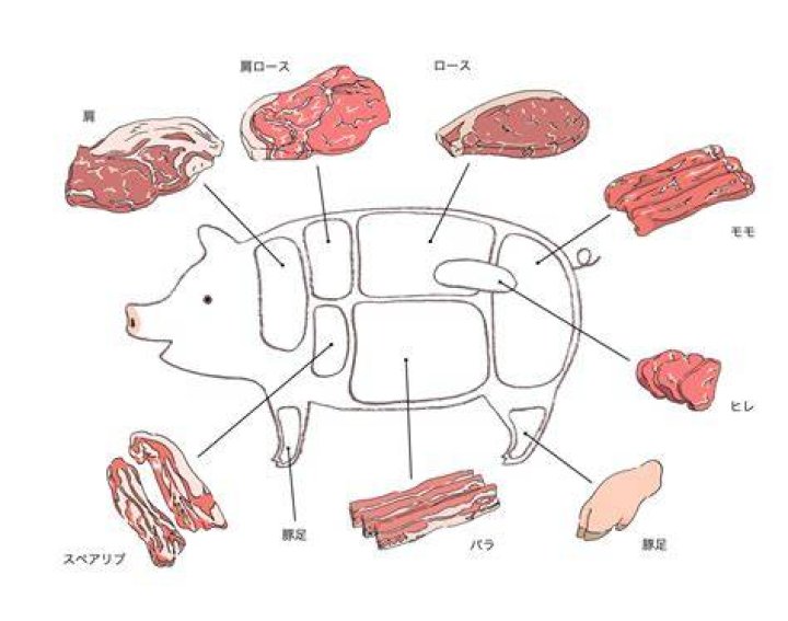 中 肉 中 背 と は？意味・特徴・見分け方を徹底解説