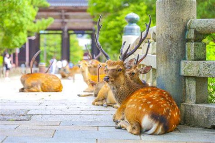 奈良公園を歩く想定で準備する持ち物イメージ