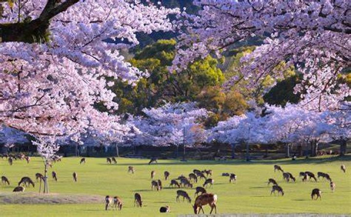 奈良公園近くの駐車場のアクセス図・徒歩距離の感覚を確かめる
