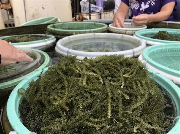 海ぶどうをざるに移して水気を整えるイメージ。下処理の手順を想像しやすくする写真です。