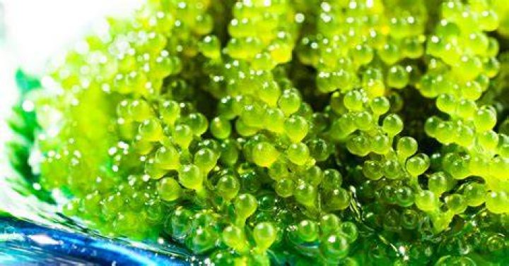 海ぶどうをしょうゆベースで和えるイメージ。味付けの方向性がつかめます。