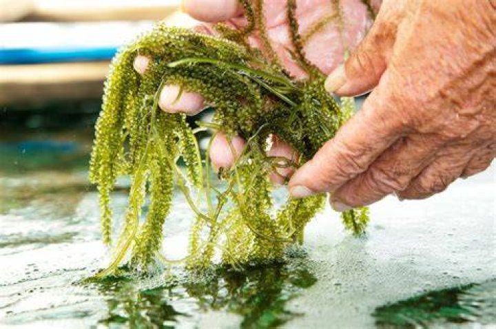 海ぶどうをレモン風味で盛り付けるイメージ。さっぱり系の食べ方を視覚的にイメージできます。
